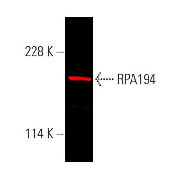 RPA194 Antibody (C-1) | SCBT - Santa Cruz Biotechnology