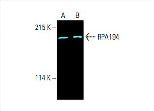 RPA194 Antibody (C-1) | SCBT - Santa Cruz Biotechnology