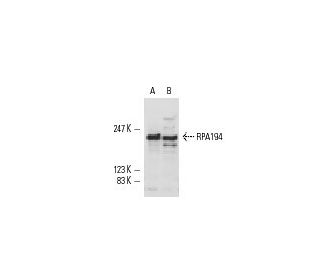 RPA194 Antibody (F-6) | SCBT - Santa Cruz Biotechnology