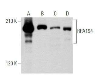 RPA194 Antibody (F-6) - Western Blotting - Image 356187 