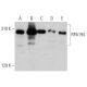 western blotting image from recommended RPA194 (C-1) monoclonal antibody replacement. Image 356188