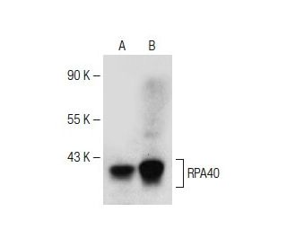 RPA40 Antibody (H-7) - Western Blotting - Image 150638 