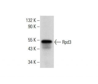 Rpd3 Antibody (yC-19): sc-6655