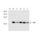 RPE Antibody (F-10) - Western Blotting - Image 297047
