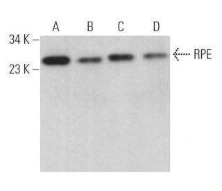 RPE Antibody (F-10) - Western Blotting - Image 370105 