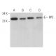 RPE Antibody (F-10) - Western Blotting - Image 370105 
