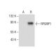 RPGRIP1 Antibody (B-3) - Western Blotting - Image 287808