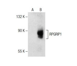 RPGRIP1 Antibody (C-9) - Western Blotting - Image 287849