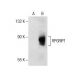 RPGRIP1 Antibody (C-9) - Western Blotting - Image 287849