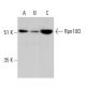 Rpn10D Antibody (B-4) - Western Blotting - Image 333671 