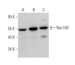 Rpn10D Antibody (B-4) - Western Blotting - Image 374814 