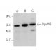 Rpn10D Antibody (B-4) - Western Blotting - Image 374814 