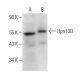 Rpn10D Antibody (B-4) - Western Blotting - Image 374818