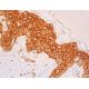 Rpp20 Antibody (D-6) - Immunohistochemistry - Image 411695 