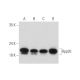 Rpp20 Antibody (D-6) - Western Blotting - Image 333485 
