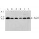 Rpp20 Antibody (D-6) - Western Blotting - Image 375578