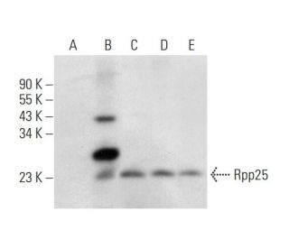 Rpp25 Antibody (A-3) - Western Blotting - Image 318409 
