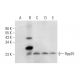Rpp25 Antibody (A-3) - Western Blotting - Image 318409 