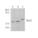Rpp25 Antibody (A-3) - Western Blotting - Image 374362 