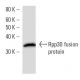 Rpp30 Antibody (2931D5a) - Western Blotting - Image 16757