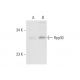 Rpp30 Antibody (2931D5a) - Western Blotting - Image 63295 