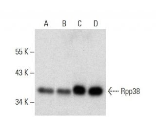 Rpp38 Antibody (A-2) - Western Blotting - Image 301365 