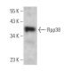 Rpp38 Antibody (A-2) - Western Blotting - Image 371046