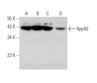 Rpp40 Antibody (G-4) - Western Blotting - Image 344049 