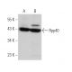 Rpp40 Antibody (G-4) - Western Blotting - Image 375973 