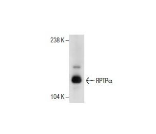 RPTP&alpha; Antibody (21) - Western Blotting - Image 285915