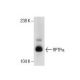 RPTPα Antibody (21) - Western Blotting - Image 285915