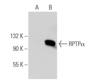 RPTP&alpha; Antibody (C-3) - Western Blotting - Image 30283