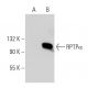 RPTPα Antibody (C-3) - Western Blotting - Image 30283