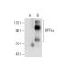 RPTPα Antibody (C-8) - Western Blotting - Image 303428