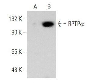 RPTP&alpha; Antibody (D-11) - Western Blotting - Image 30281