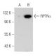 RPTPα Antibody (D-11) - Western Blotting - Image 30281