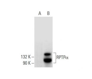 RPTP&alpha; Antibody (H-4) - Western Blotting - Image 301512 