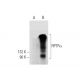 RPTPα Antibody (H-4) - Western Blotting - Image 301511