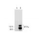 RPTPα Antibody (H-4) - Western Blotting - Image 301512 