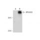 RPUSD3 Antibody (C-2) - Western Blotting - Image 292969