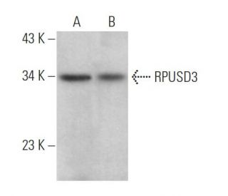 RPUSD3 Antibody (C-2) - Western Blotting - Image 369006 