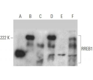 RREB1 Antibody (E-8) - Western Blotting - Image 372283