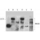 RREB1 Antibody (E-8) - Western Blotting - Image 372283