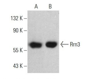 Rrn3 Antibody (D-9) - Western Blotting - Image 385177