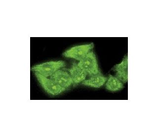 rRNA Antibody (Y10b) - Immunofluorescence - Image 11154 