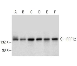 RRP12 Antibody (A-3) - Western Blotting - Image 306542 