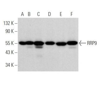 RRP9 Antibody (C-7) - Western Blotting - Image 375850 