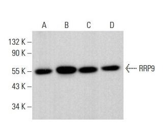 RRP9 Antibody (C-7) - Western Blotting - Image 377666 
