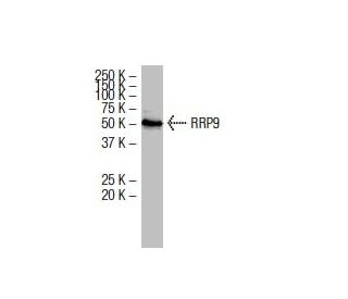 RRP9 Antibody (RS-9) - Western Blotting - Image 33965 