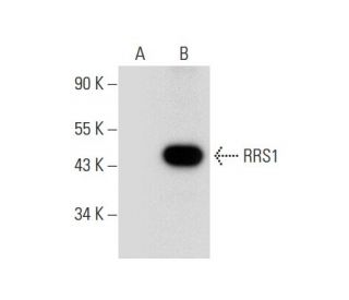 RRS1 Antibody (G-2) - Western Blotting - Image 308172 